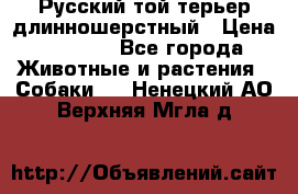 Русский той-терьер длинношерстный › Цена ­ 7 000 - Все города Животные и растения » Собаки   . Ненецкий АО,Верхняя Мгла д.